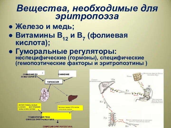 Вещества, необходимые для эритропоэза Железо и медь; Витамины В12 и В7