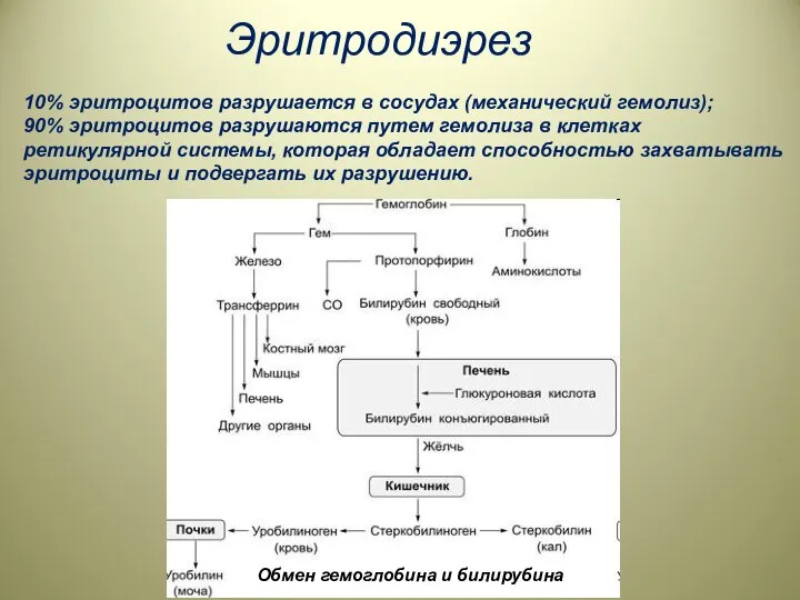 Эритродиэрез 10% эритроцитов разрушается в сосудах (механический гемолиз); 90% эритроцитов разрушаются