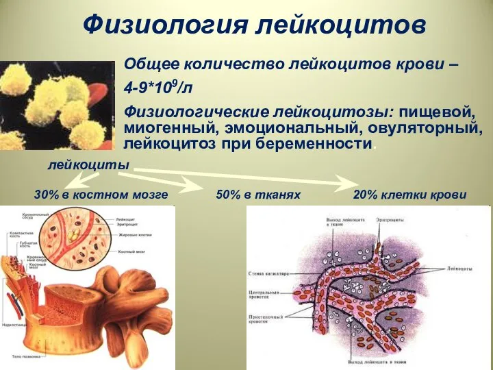 Физиология лейкоцитов 50% в тканях 20% клетки крови 30% в костном