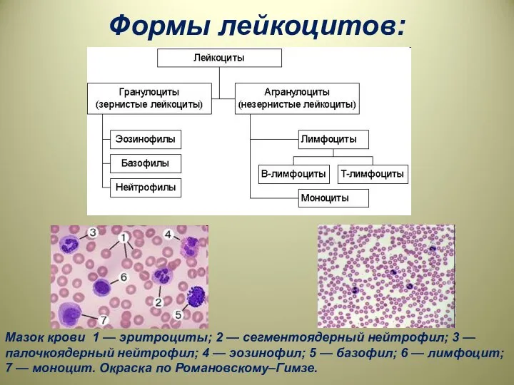 Формы лейкоцитов: Мазок крови 1 — эритроциты; 2 — сегментоядерный нейтрофил;