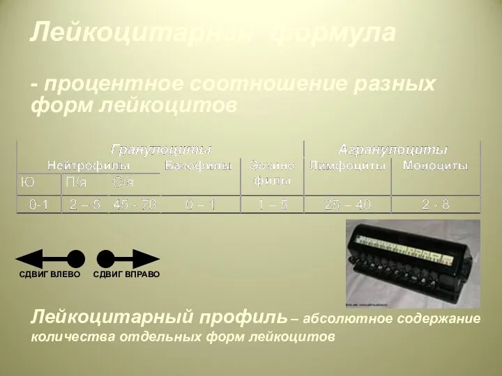 Лейкоцитарная формула - процентное соотношение разных форм лейкоцитов СДВИГ ВЛЕВО СДВИГ