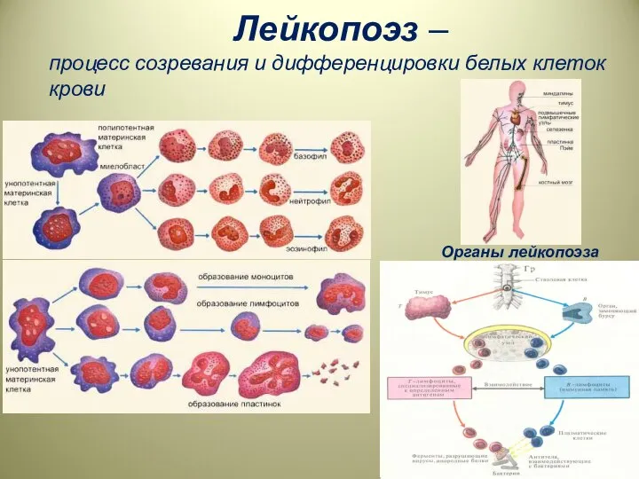 Лейкопоэз – процесс созревания и дифференцировки белых клеток крови Органы лейкопоэза