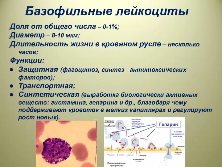 Базофильные лейкоциты Доля от общего числа – 0-1%; Диаметр – 8-10