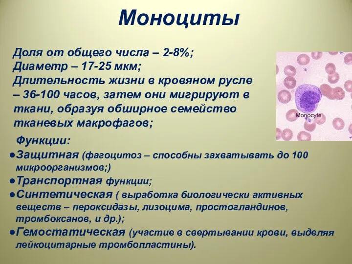 Моноциты Доля от общего числа – 2-8%; Диаметр – 17-25 мкм;