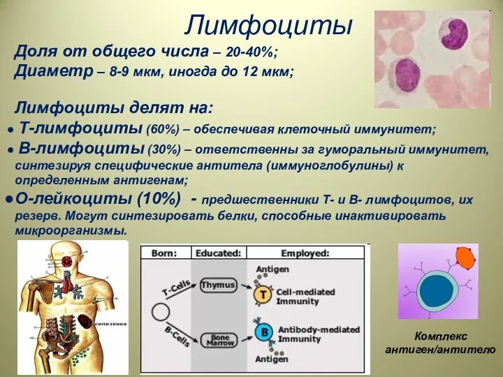 Лимфоциты Доля от общего числа – 20-40%; Диаметр – 8-9 мкм,