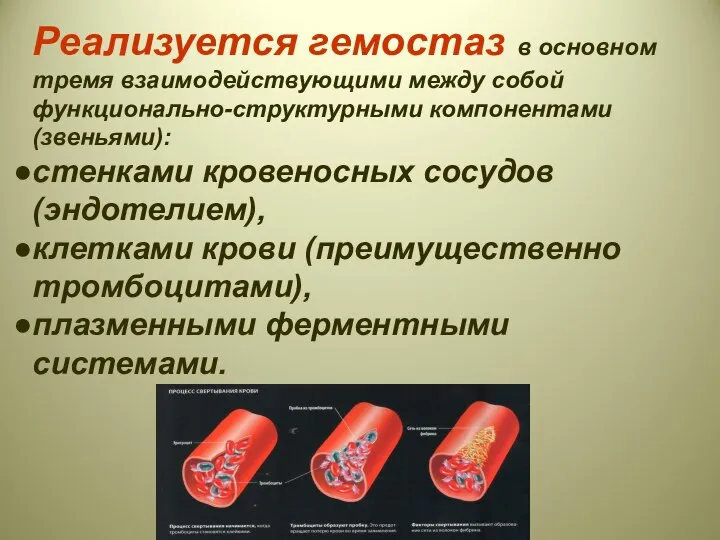 Реализуется гемостаз в основном тремя взаимодействующими между собой функционально-структурными компонентами (звеньями):