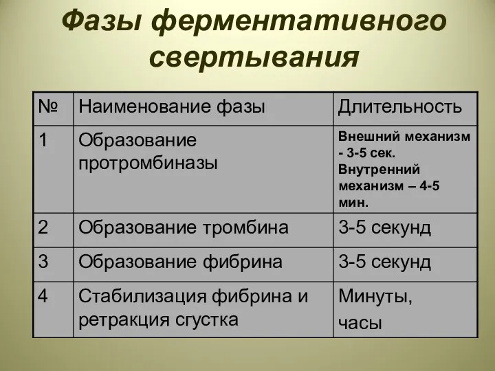 Фазы ферментативного свертывания