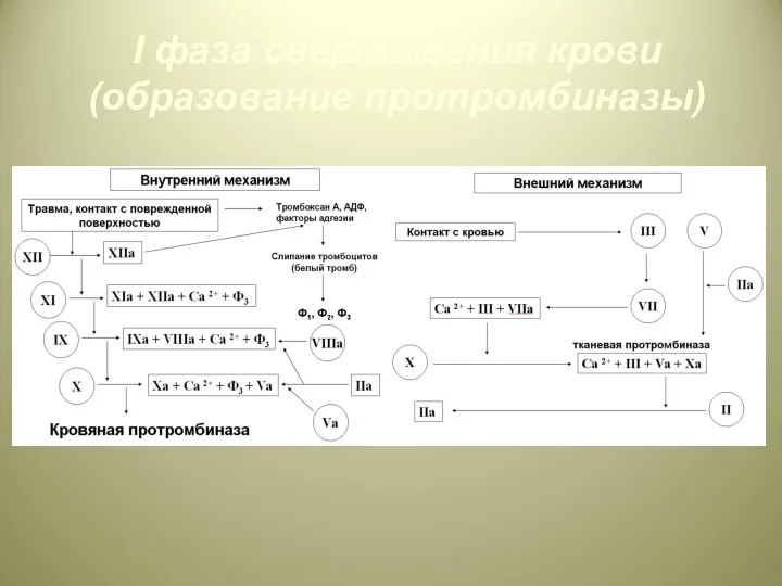 I фаза свертывания крови (образование протромбиназы)