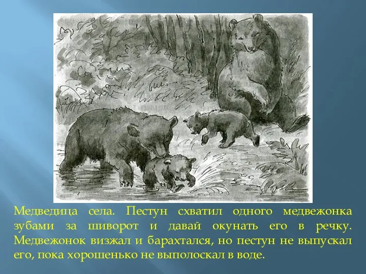 Медведица села. Пестун схватил одного медвежонка зубами за шиворот и давай