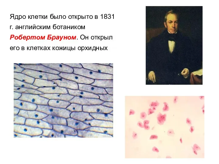Ядро клетки было открыто в 1831 г. английским ботаником Робертом Брауном.