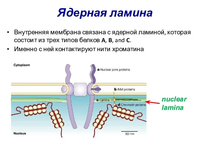 Ядерная ламина Внутренняя мембрана связана с ядерной ламиной, которая состоит из