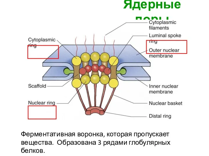 Ядерные поры Ферментативная воронка, которая пропускает вещества. Образована 3 рядами глобулярных белков.