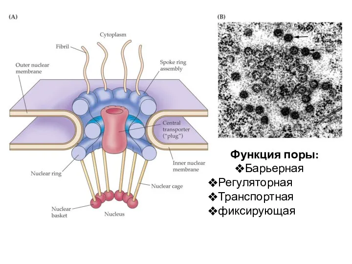 Функция поры: Барьерная Регуляторная Транспортная фиксирующая