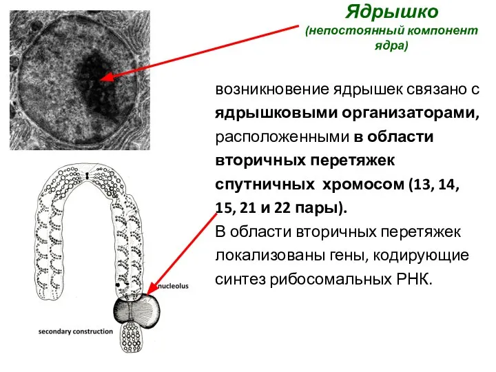 Ядрышко (непостоянный компонент ядра) возникновение ядрышек связано с ядрышковыми организато­рами, расположенными