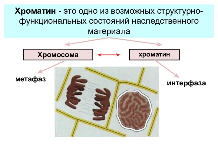 хроматин метафаз интерфаза Хроматин - это одно из возможных структурно-функциональных состояний наследственного материала Хромосома