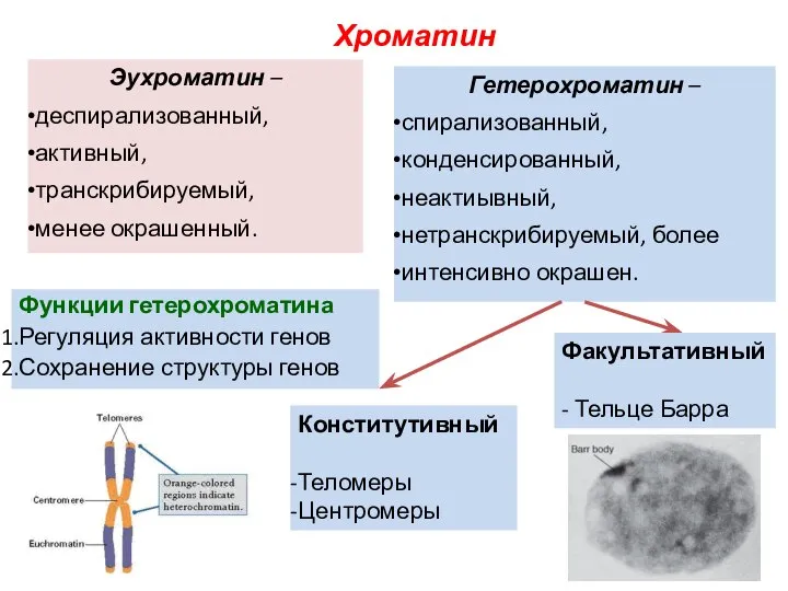 Гетерохроматин – спирализованный, конденсированный, неактиывный, нетранскрибируемый, более интенсивно окрашен. Эухроматин –