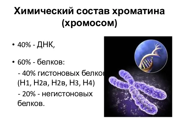 Химический состав хроматина (хромосом) 40% - ДНК, 60% - белков: -