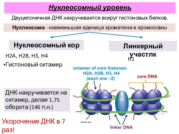 H1 Нуклеосома - наименьшая единица хроматина и хромосомы Нуклеосомный кор Линкерный