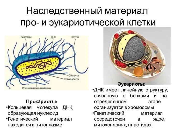 Наследственный материал про- и эукариотической клетки Прокариоты: Кольцевая молекула ДНК, образующая