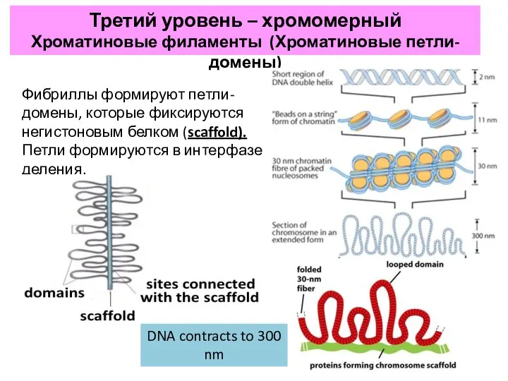 Третий уровень – хромомерный Хроматиновые филаменты (Хроматиновые петли-домены) Фибриллы формируют петли-домены,