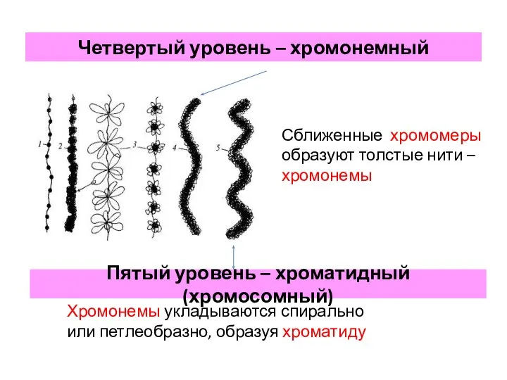 Четвертый уровень – хромонемный Сближенные хромомеры образуют толстые нити – хромонемы