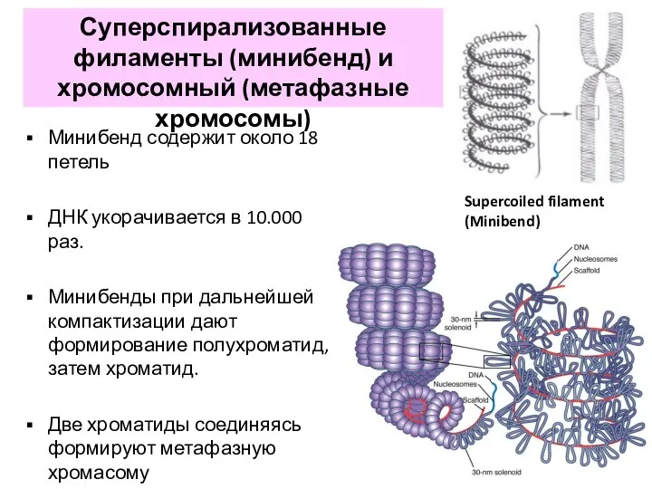 Минибенд содержит около 18 петель ДНК укорачивается в 10.000 раз. Минибенды