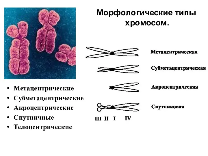 Морфологические типы хромосом. Метацентрические Субметацентрические Акроцентрические Спутничные Телоцентрические