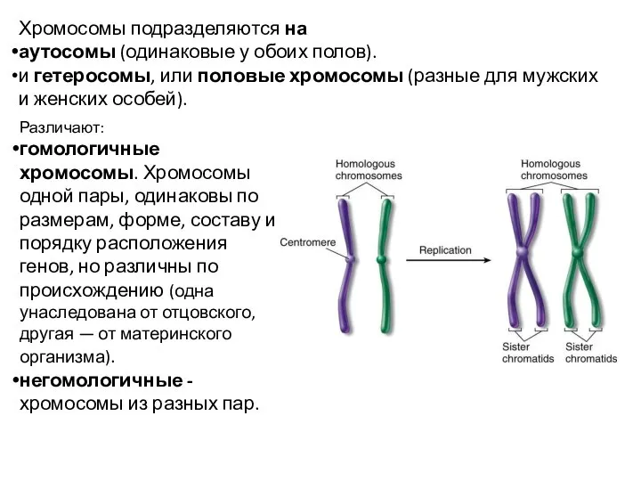 Хромосомы подразделяются на аутосомы (одинаковые у обоих полов). и гетеросомы, или