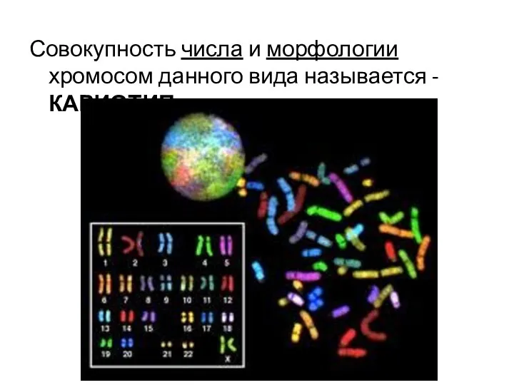 Совокупность числа и морфологии хромосом данного вида называется - КАРИОТИП