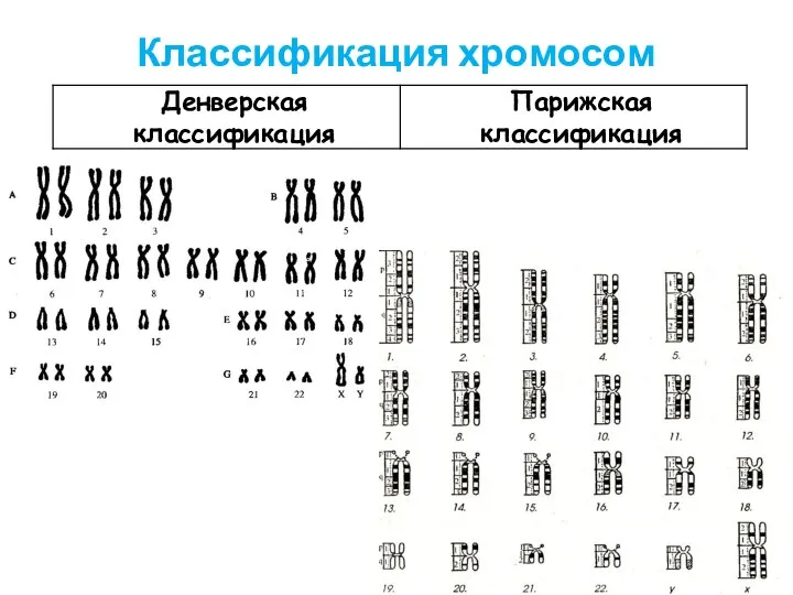 Классификация хромосом