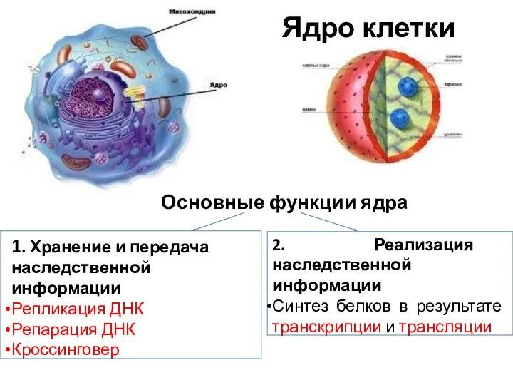 Ядро клетки Основные функции ядра 1. Хранение и передача наследственной информации