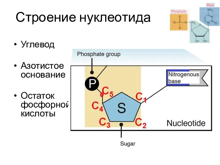 Строение нуклеотида Углевод Азотистое основание Остаток фосфорной кислоты