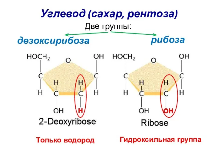 Углевод (сахар, рентоза) рибоза Две группы: дезоксирибоза Только водород Гидроксильная группа