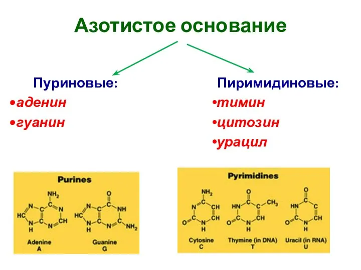 Азотистое основание Пиримидиновые: тимин цитозин урацил Пуриновые: аденин гуанин