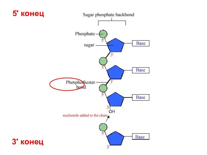 3' конец 5' конец
