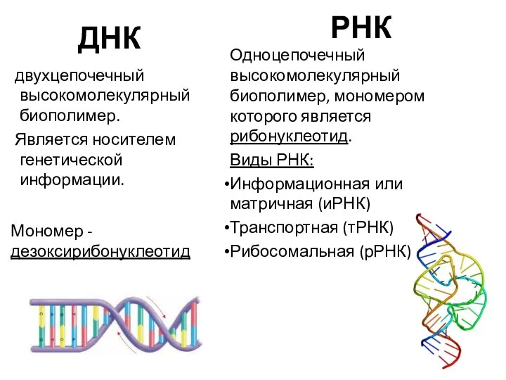 ДНК двухцепочечный высокомолекулярный биополимер. Является носителем генетической информации. Мономер - дезоксирибонуклеотид