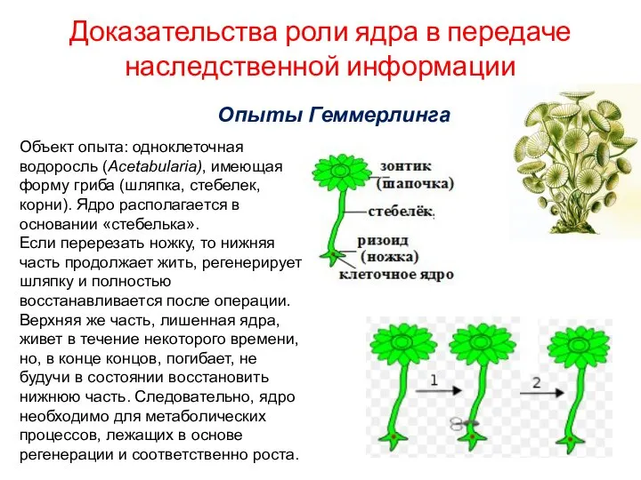 Доказательства роли ядра в передаче наследственной информации Опыты Геммерлинга Объект опыта: