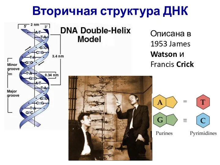 Описана в 1953 James Watson и Francis Crick Вторичная структура ДНК