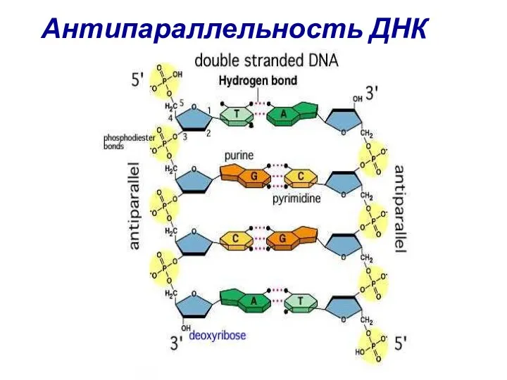 Антипараллельность ДНК