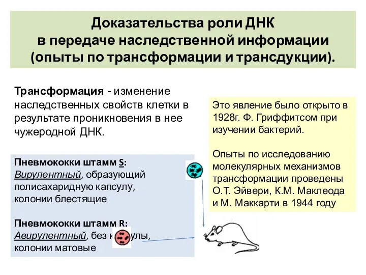 Доказательства роли ДНК в передаче наследственной информации (опыты по трансформации и