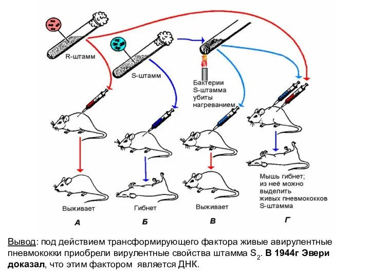 Вывод: под действием трансформирующего фактора живые авирулентные пневмококки приобрели вирулентные свойства