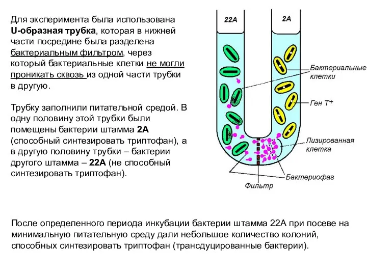 Для эксперимента была использована U-образная трубка, которая в нижней части посредине