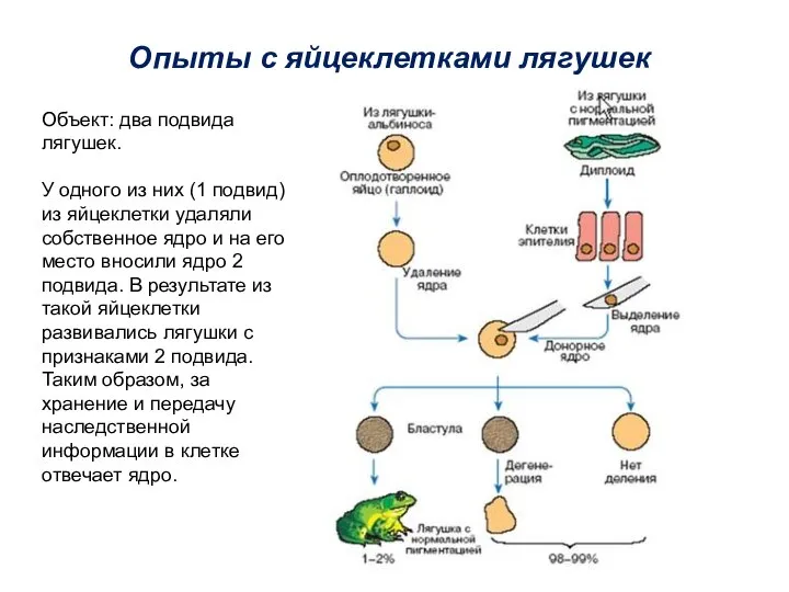 Опыты с яйцеклетками лягушек Объект: два подвида лягушек. У одного из