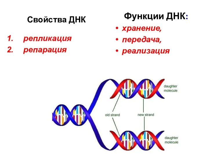 Свойства ДНК Функции ДНК: хранение, передача, реализация репликация репарация