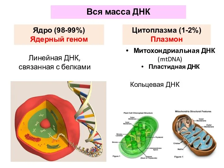 Вся масса ДНК Ядро (98-99%) Ядерный геном Цитоплазма (1-2%) Плазмон Линейная