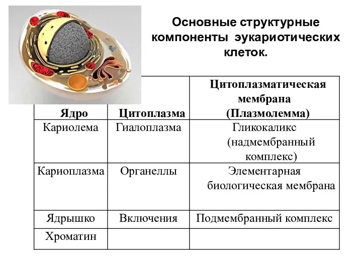 Основные структурные компоненты эукариотических клеток.