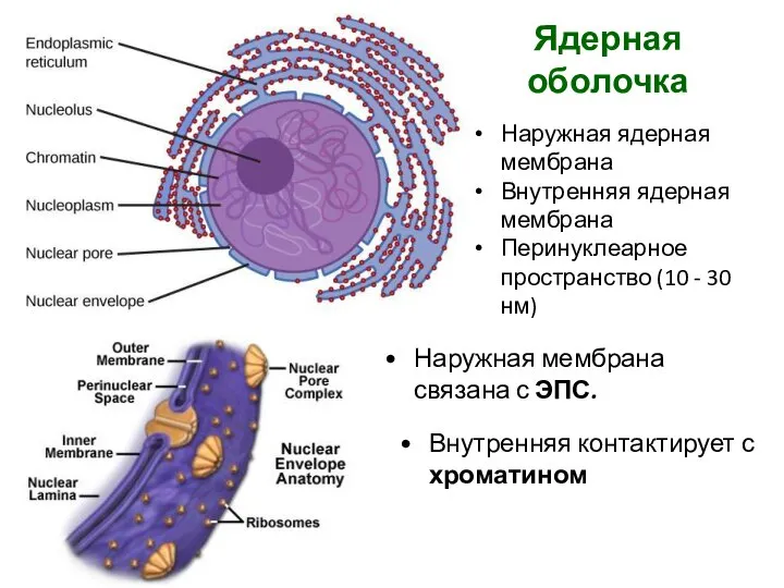 Ядерная оболочка Наружная ядерная мембрана Внутренняя ядерная мембрана Перинуклеарное пространство (10