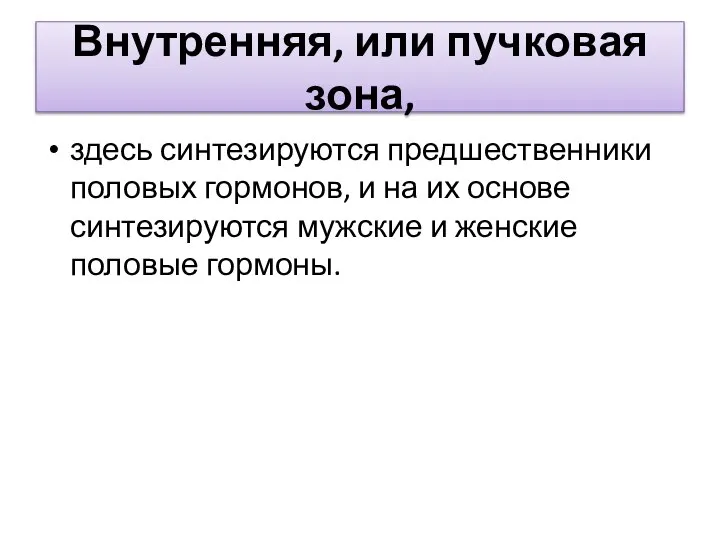 Внутренняя, или пучковая зона, здесь синтезируются предшественники половых гормонов, и на