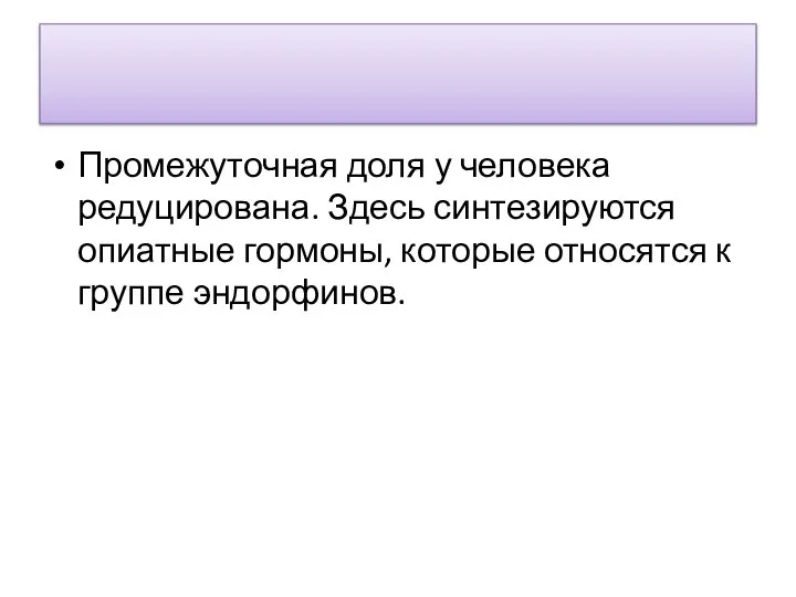 Промежуточная доля у человека редуцирована. Здесь синтезируются опиатные гормоны, которые относятся к группе эндорфинов.