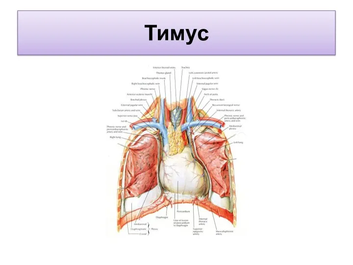 Тимус